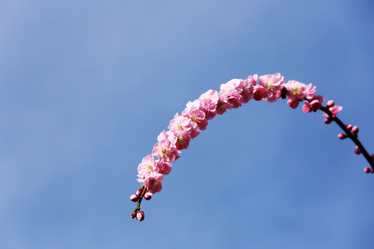 一枝 Images – Browse 391 Stock Photos, Vectors, and Video | Adobe Stock