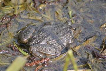 Ropucha zielona