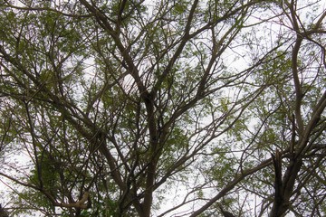 Fototapeta premium Sky leaf