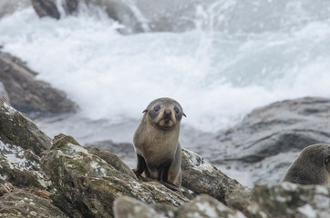 A lone New Zealand fur seal pup, or kekeno, on the rocks on Chatham Islands, New Zealand, with...