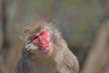 日本猿（８）