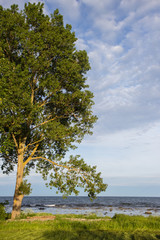 Fototapeta na wymiar A lonely tree on a baltic sea coast, Scania county, Sweden. Springtime
