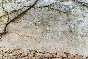 Stone background with vines