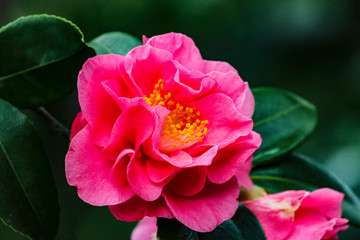 A beautiful pink wild flower.