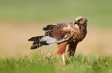Marsh harrier (Circus aeruginosus) - male