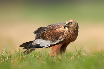 Marsh harrier (Circus aeruginosus) - male
