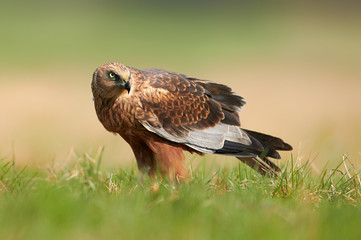 Marsh harrier (Circus aeruginosus) - male