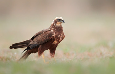Marsh harrier (Circus aeruginosus) - female