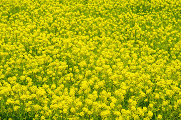 Obraz premium 菜の花