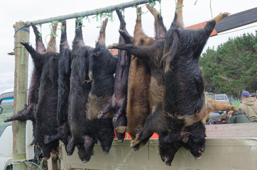 Entries in a wild, feral pig hunting competition in the Chatham Islands, New Zealand, hanging for the weigh-in and judging.