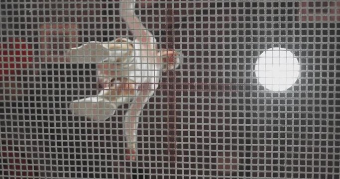 Bottom view through the net gymnast comes to the trampoline in white clothes