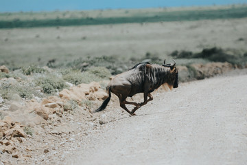 Wildebeest big migration in Ngorongoro in April