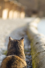 cat looks at a way