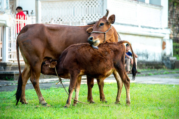 calf and mother cow © Manu Holla