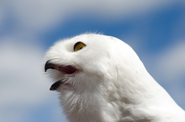 the head of a crying snowowl