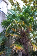 close up palm leaves 