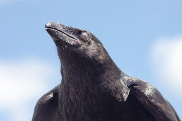 the head of a raven