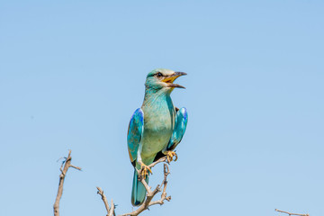 blue bird on a branch