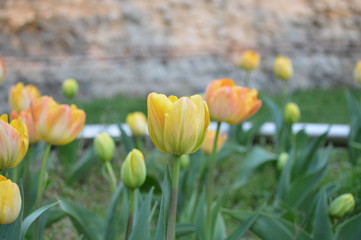 Tulips
