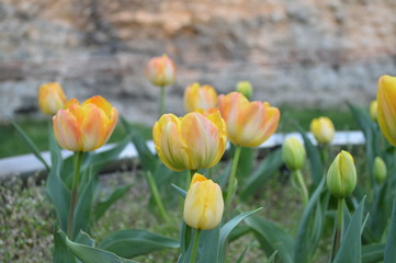 Tulips