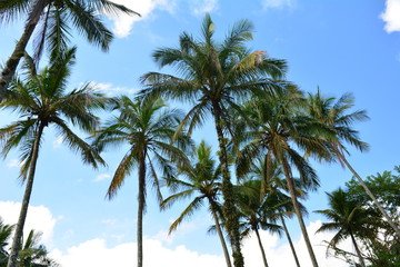 Fototapeta premium palm trees with blue sky in background