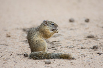 squirrel eating a nut