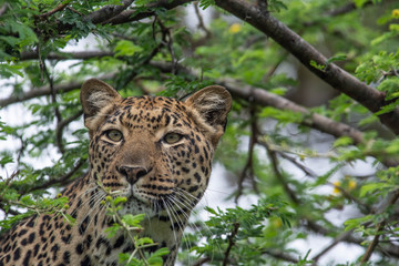 portrait of a leopard