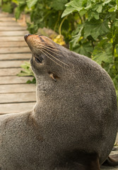 seal