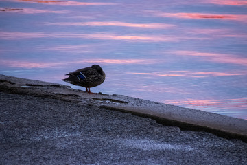Mallard duck tucking its head into its wing during sunset