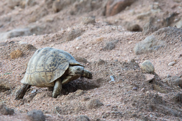 leopard tortoise