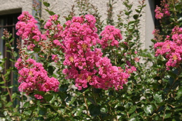 Lagerstroemia indica Lilas d'Inde