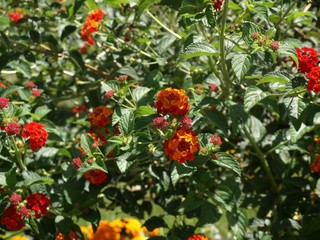 lantana camara