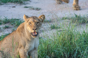 Fototapeta na wymiar full portrait of a lioness