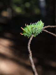hyalophora euryalus-ceanothus silk moth