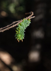 hyalophora euryalus-ceanothus silk moth