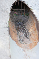Clogged Storm Drain Pipe at park in San Fernando Valley