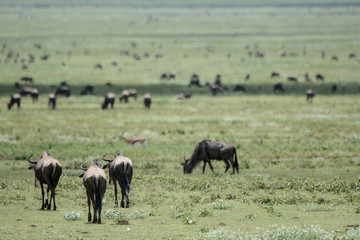 Fototapeta na wymiar Wildebeest big migration in Ngorongoro in April
