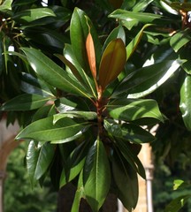 Magnolia grandiflora