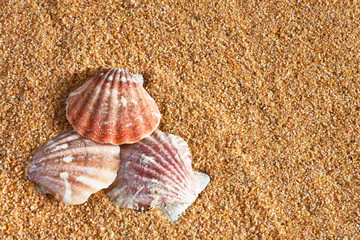 Seashell and Sand Close Up