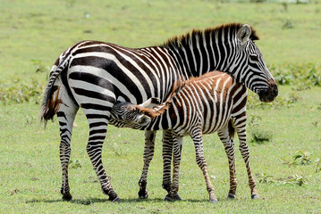 Fototapeta na wymiar Mother and baby Zebra in Tanzania