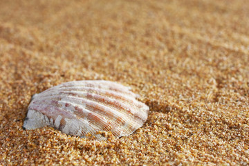 Seashell and Sand Close Up