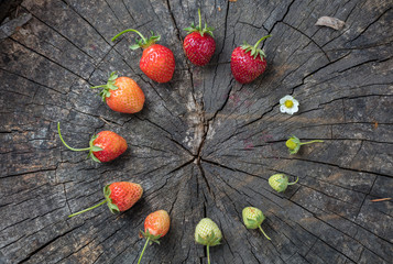 strawberries