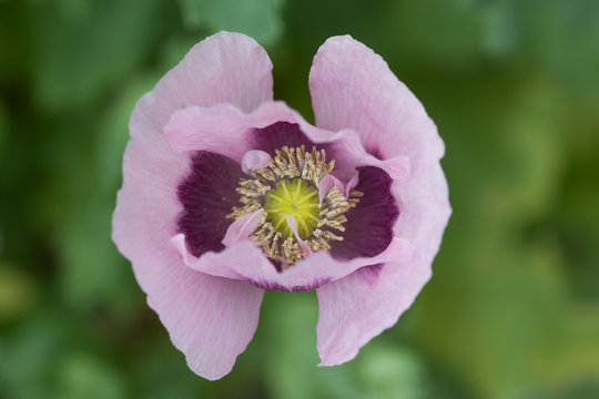 Opium poppy