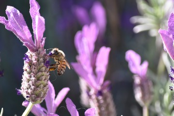 bee on flower