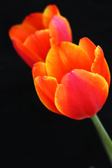 Tulip in black background