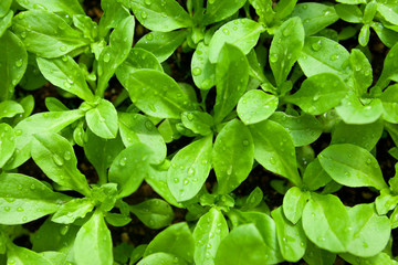 つる小桜の若葉