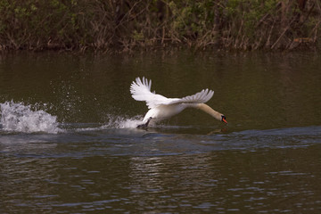 Cygne
