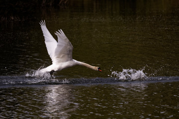 Cygne