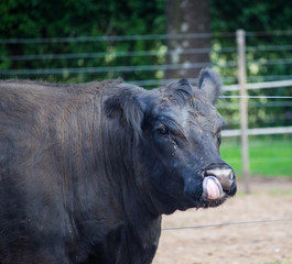 Naturaleza, animales