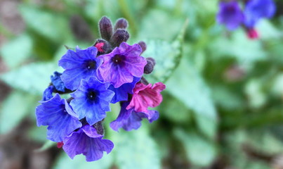 Beautiful pulmonaria flowers on green leaves background close up.